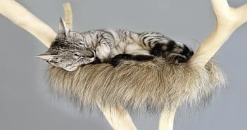 Des accessoires pour chat élégants