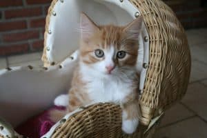accessoires pour chat élégants