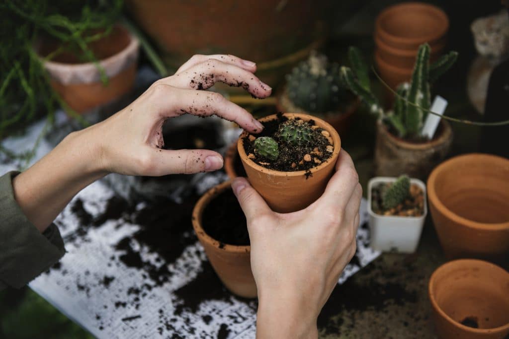 plantes grasses pour terrasse